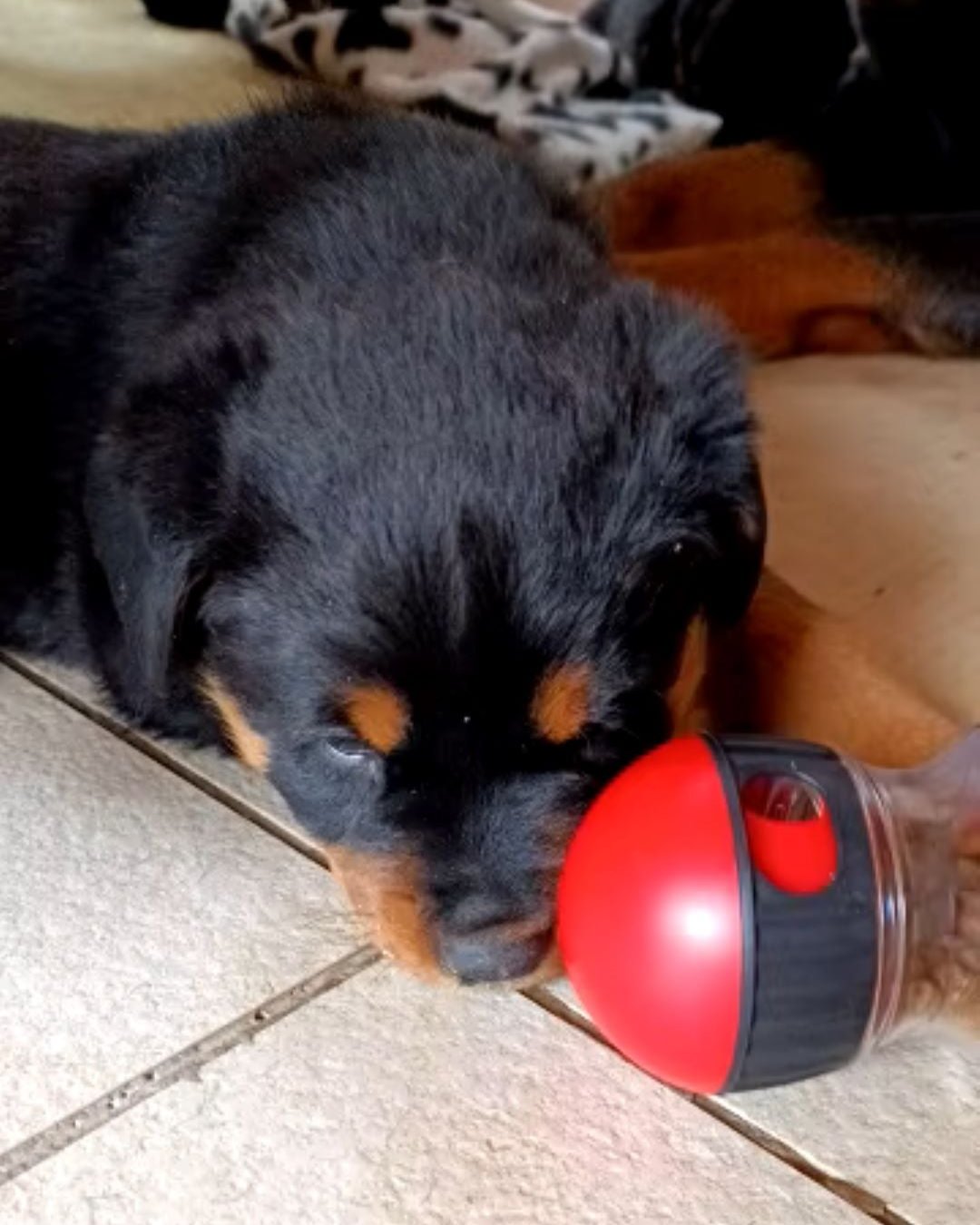 Interactive Treat Dispensing Toy