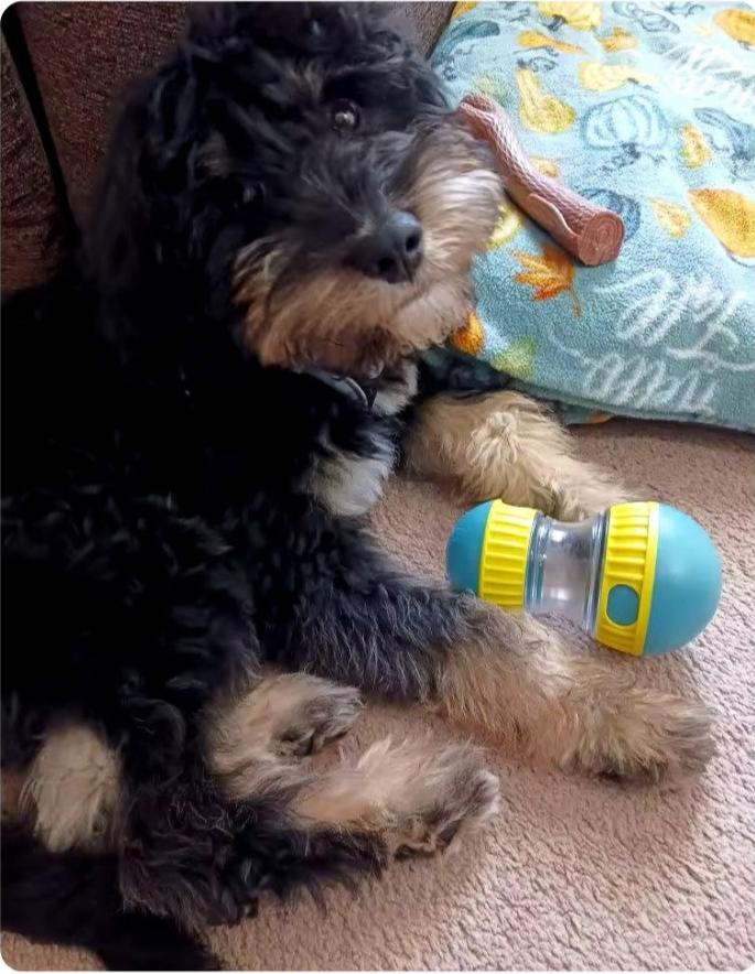 Interactive Treat Dispensing Toy